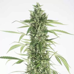 MOBY DICK XXL AUTO