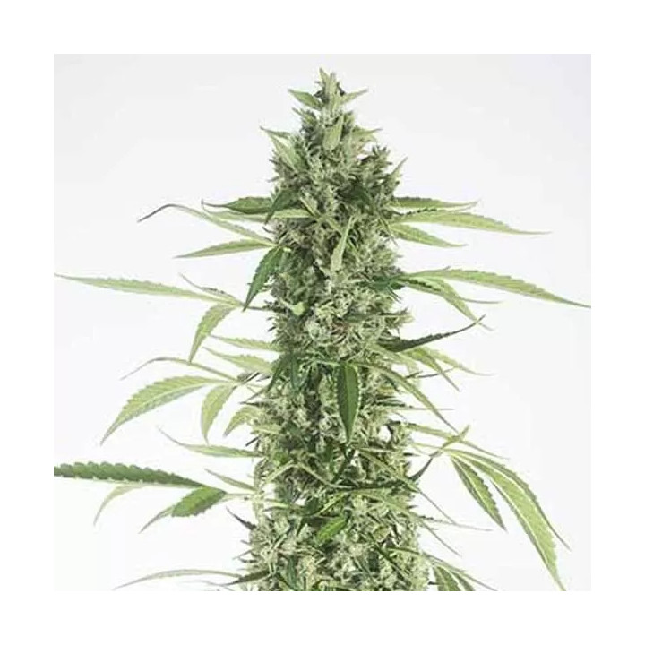 Moby Dick XXL Auto Dinafem Autofloreciente