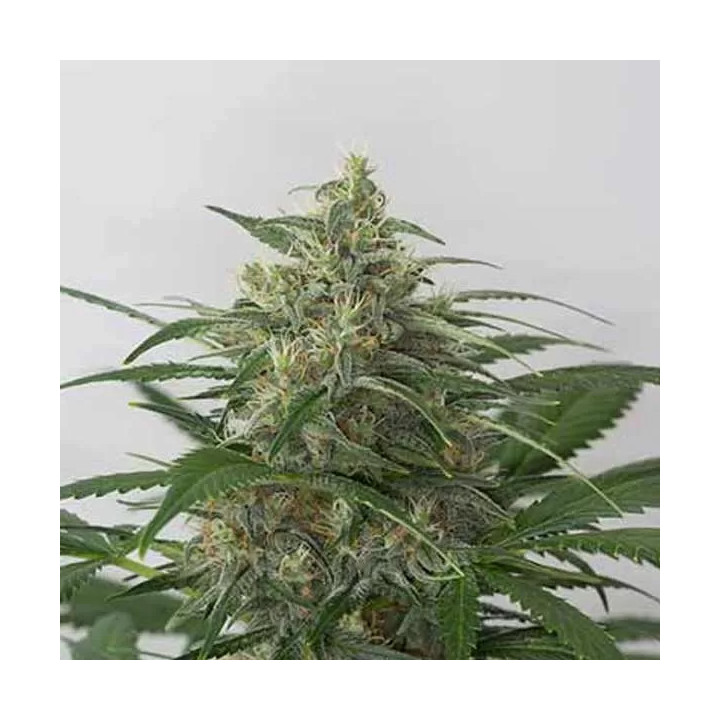 Moby Dick XXL Auto Dinafem Autofloreciente