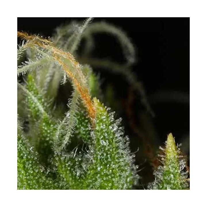  White Widow XXL Auto 【Dinafem Autofloreciente】