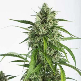  White Widow XXL Auto 【Dinafem Autofloreciente】