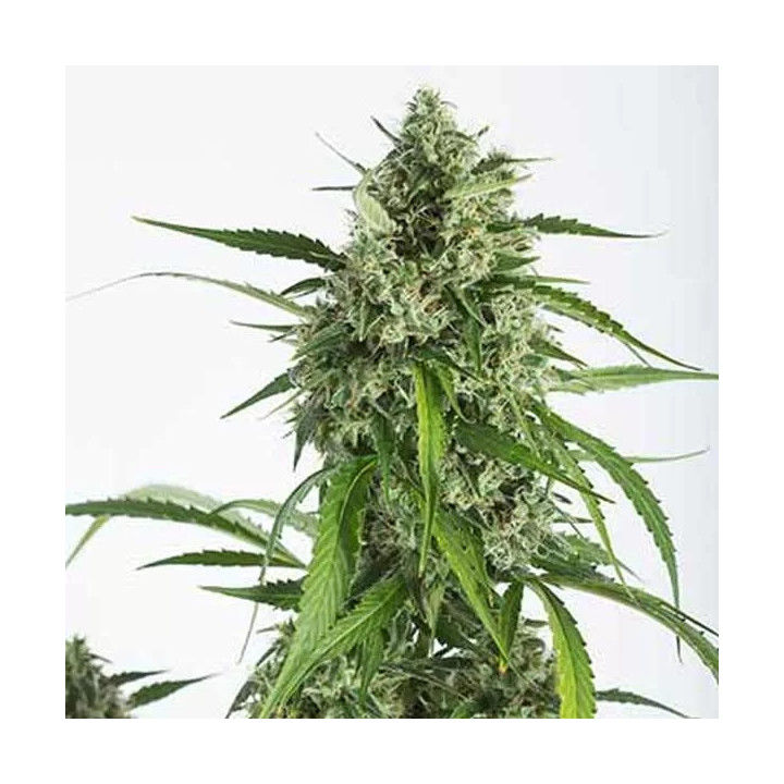  White Widow XXL Auto 【Dinafem Autofloreciente】