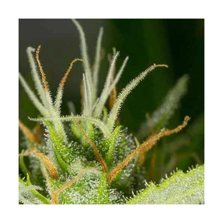  White Widow XXL Auto 【Dinafem Autofloreciente】