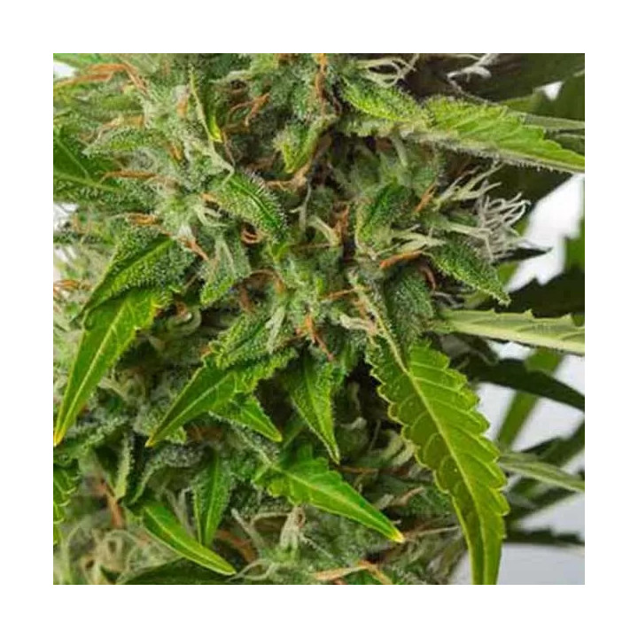  White Widow XXL Auto 【Dinafem Autofloreciente】