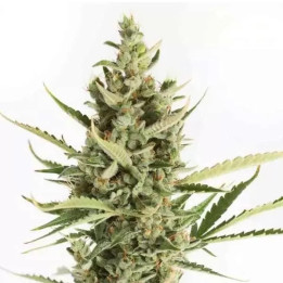  Amnesia XXL Auto 【Dinafem Autofloreciente】
