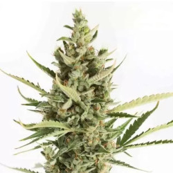 AMNESIA XXL AUTO