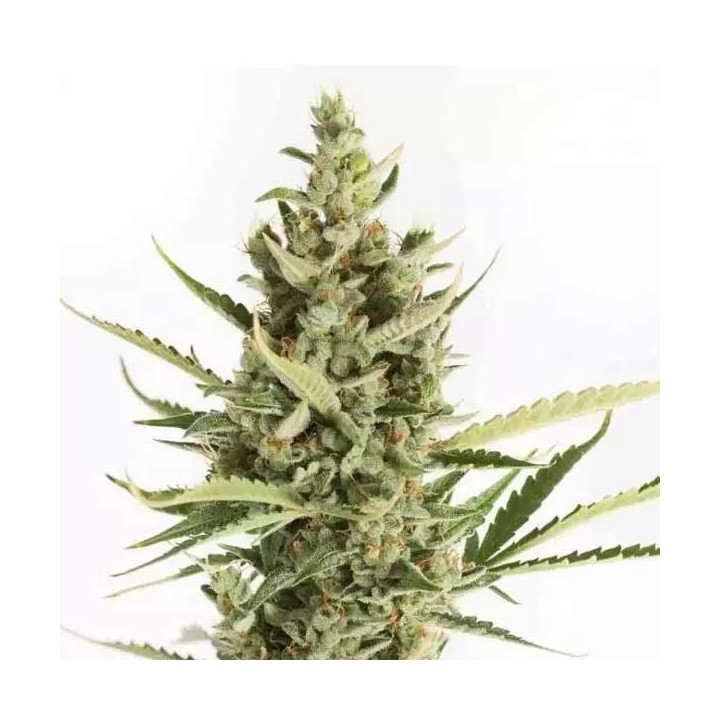 Amnesia XXL Auto Dinafem Autofloreciente