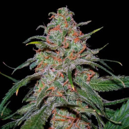  Lemon Skunk Feminizada 【DNA Genetics】