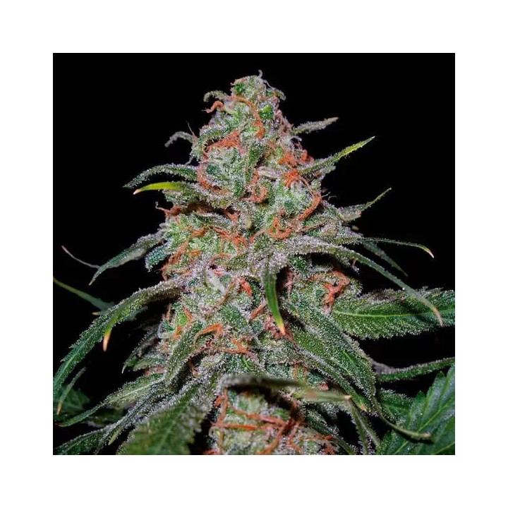  Lemon Skunk Feminizada 【DNA Genetics】