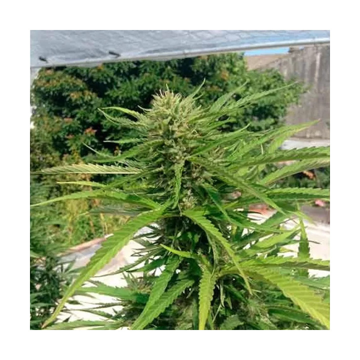  Brooklyn Mango Feminizada 【Dr. Underground Seeds】