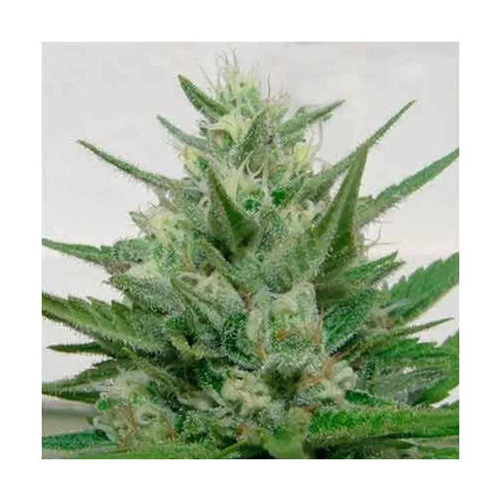  Crystal Meth Feminizada 【Dr. Underground Seeds】