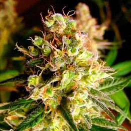  King Kong Feminizada 【Dr. Underground Seeds】