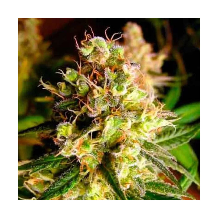 King Kong Feminizada Dr. Underground Seeds