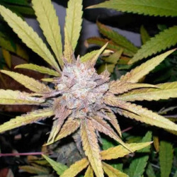 MELON GUM