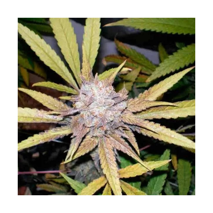  Melon Gum Feminizada 【Dr. Underground Seeds】