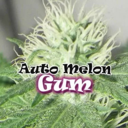  Auto Melon Gum 【DR. Underground Seeds】