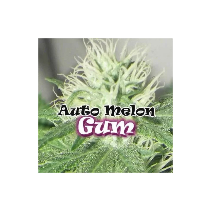  Auto Melon Gum 【DR. Underground Seeds】