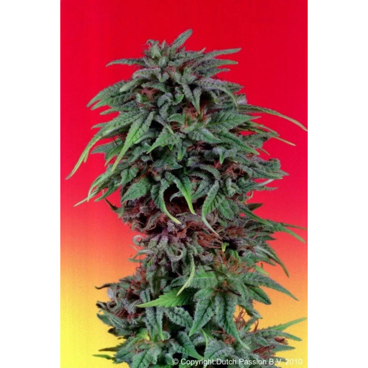  Durban Poison Feminizada 【Dutch Passion】