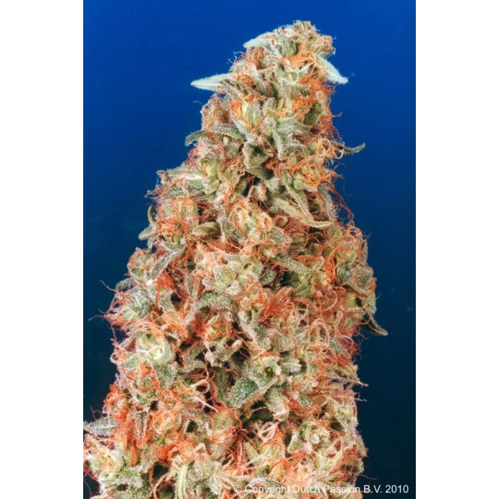  Power Plant Feminizada 【Dutch Passion】