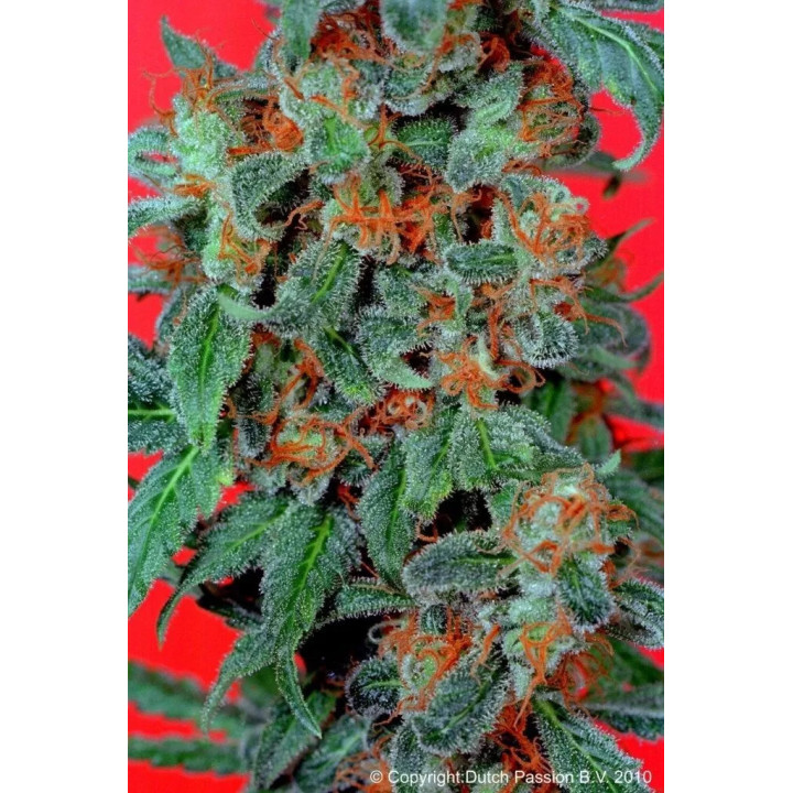 Orange Bud Feminizada Dutch Passion