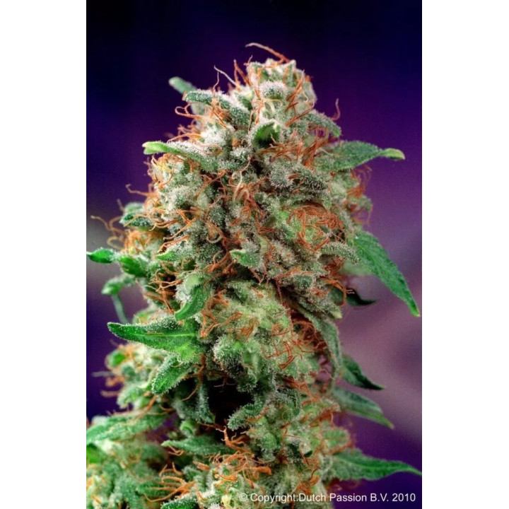 Mazar Feminizada Dutch Passion
