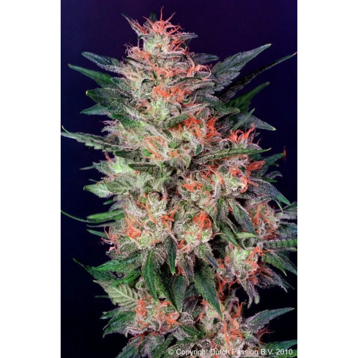  White Widow Feminizada 【Dutch Passion】