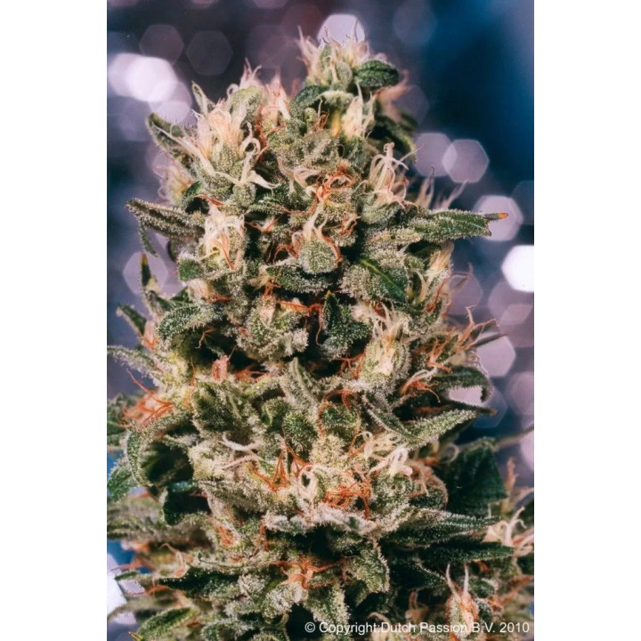 Euforia Feminizada Dutch Passion