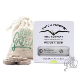  Blueberry Feminizada【Dutch Passion】