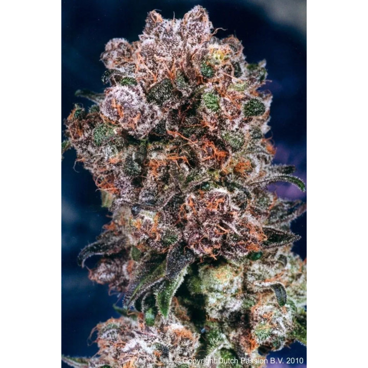 Blueberry FeminizadaDutch Passion