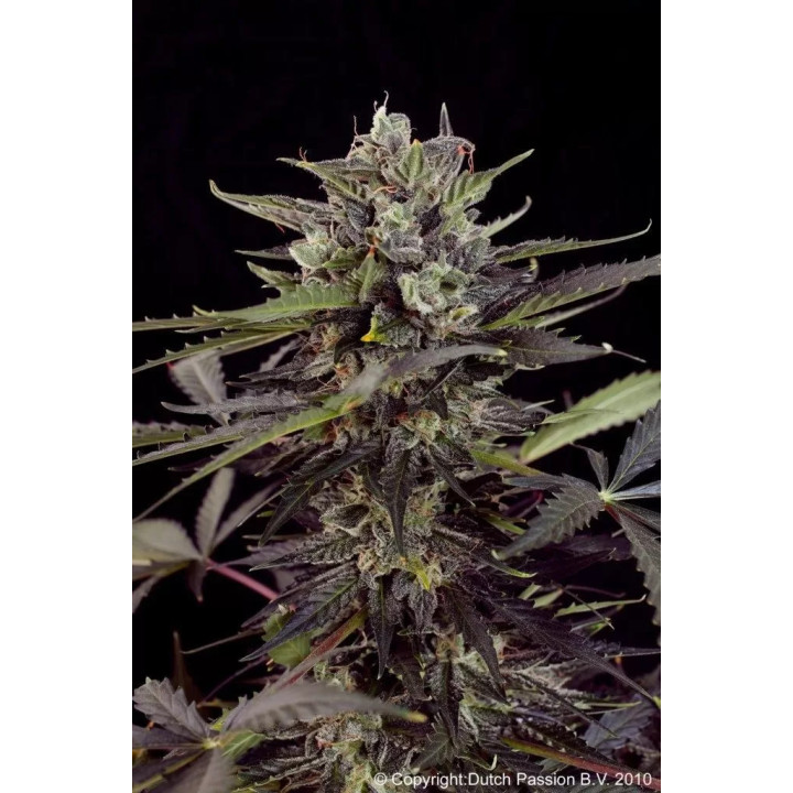  Auto Blueberry 【Dutch Passion Autofloreciente】