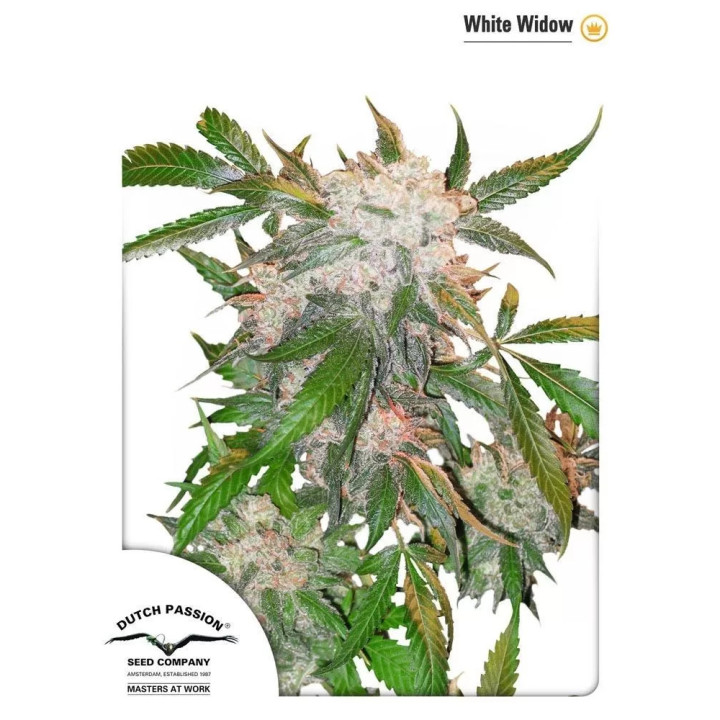 Auto White Widow Dutch Passion Autofloreciente