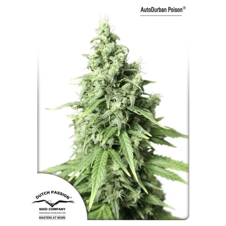 Auto Durban Poison Dutch Passion Autofloreciente