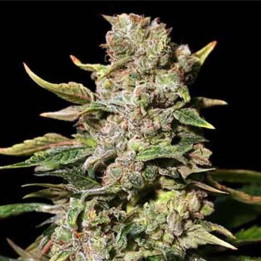 TNT Kush Feminizada 【Eva Seeds】