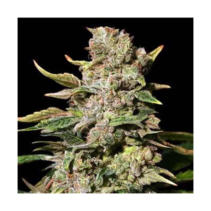 TNT Kush Feminizada Eva Seeds
