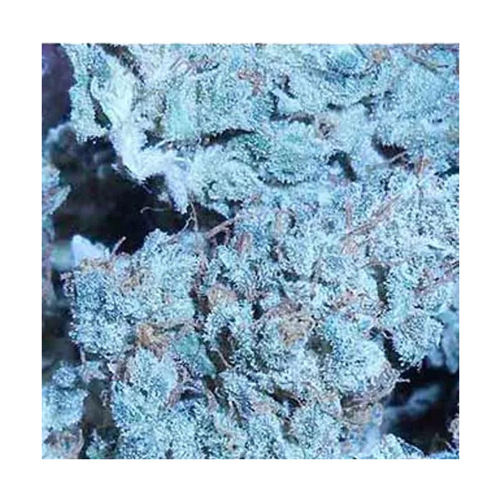 TNT Kush Feminizada Eva Seeds
