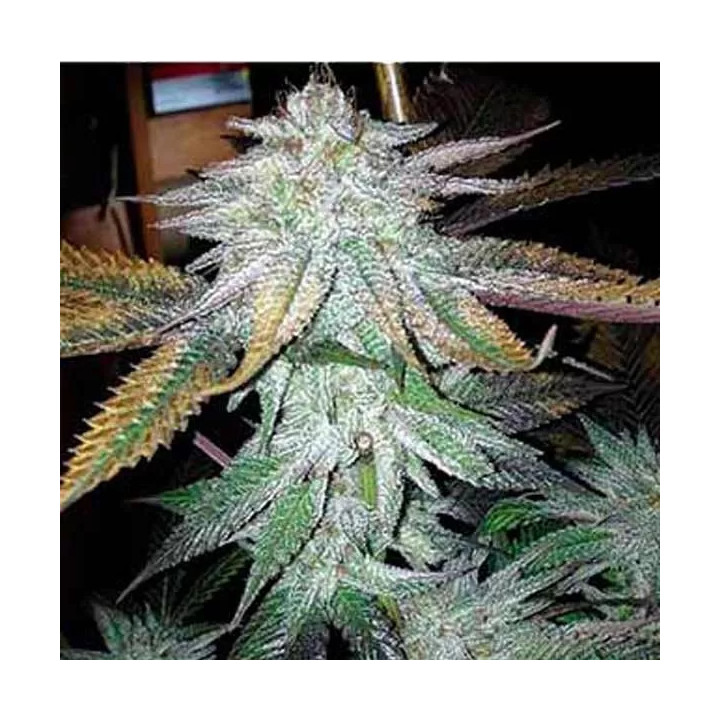 TNT Kush Feminizada Eva Seeds