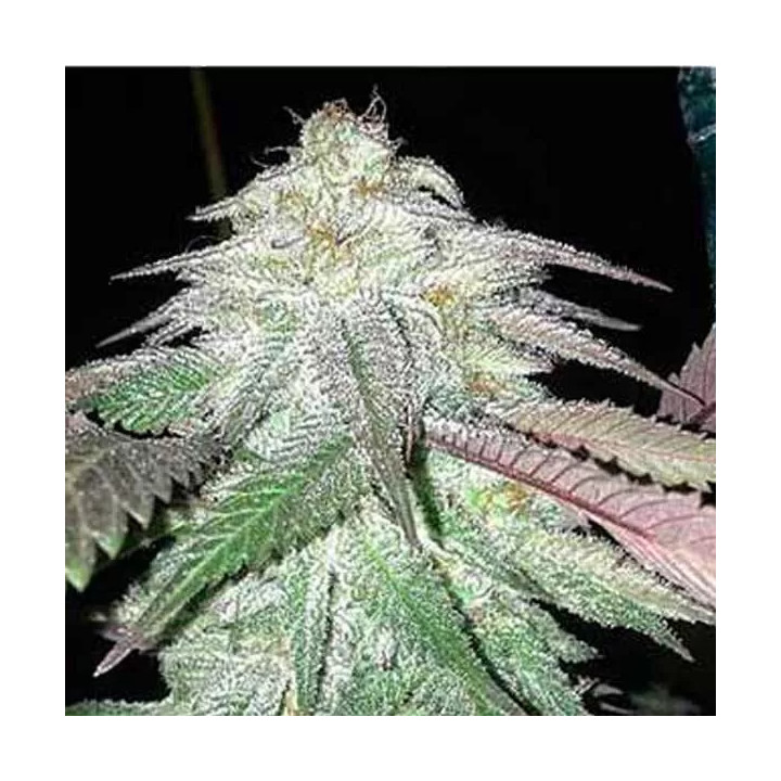TNT Kush Feminizada Eva Seeds