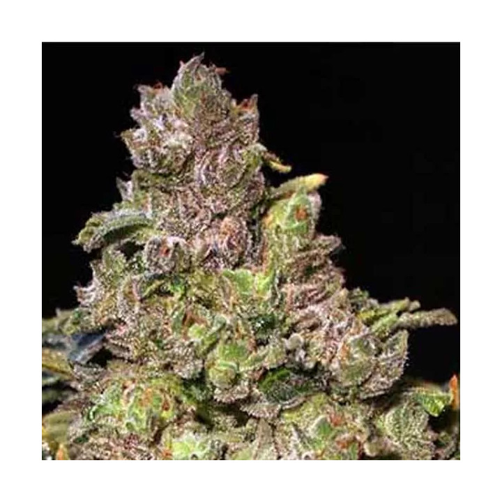 TNT Kush Feminizada Eva Seeds