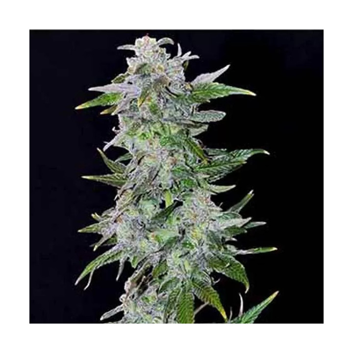 TNT Kush Feminizada Eva Seeds