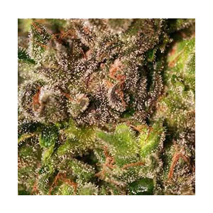 TNT Kush Feminizada Eva Seeds