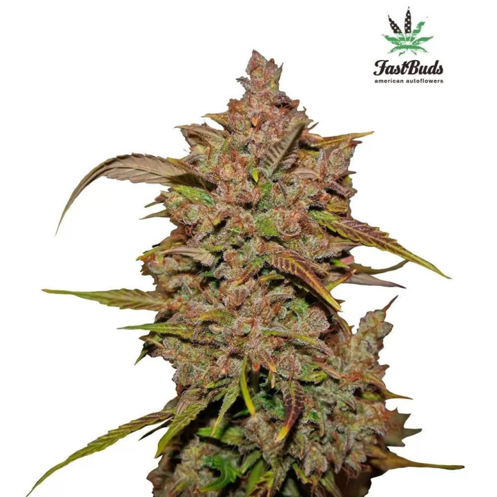 Crystal Meth Auto Fast Buds Autofloreciente