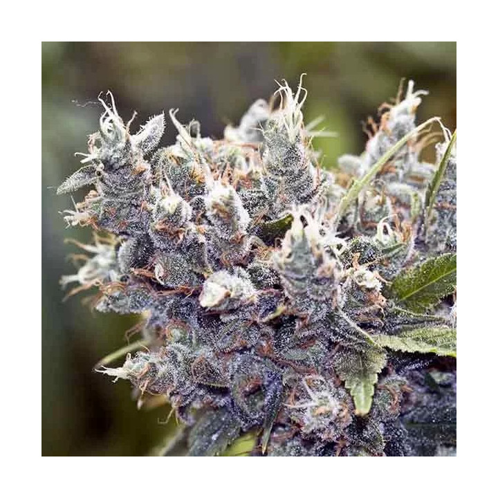 BubbleGummer Feminizada Female Seeds
