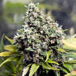  Grapefruit Feminizada 【Female Seeds】