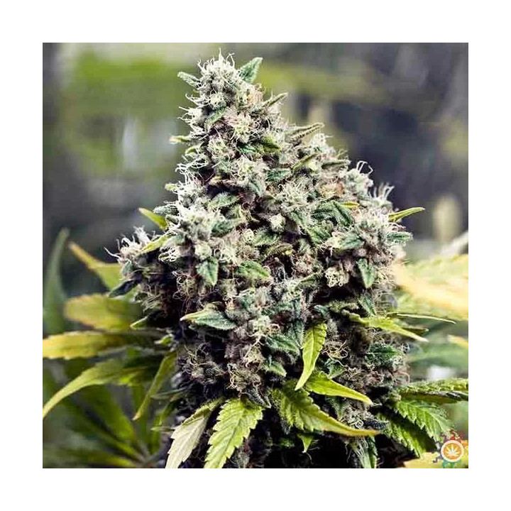 Grapefruit Feminizada Female Seeds