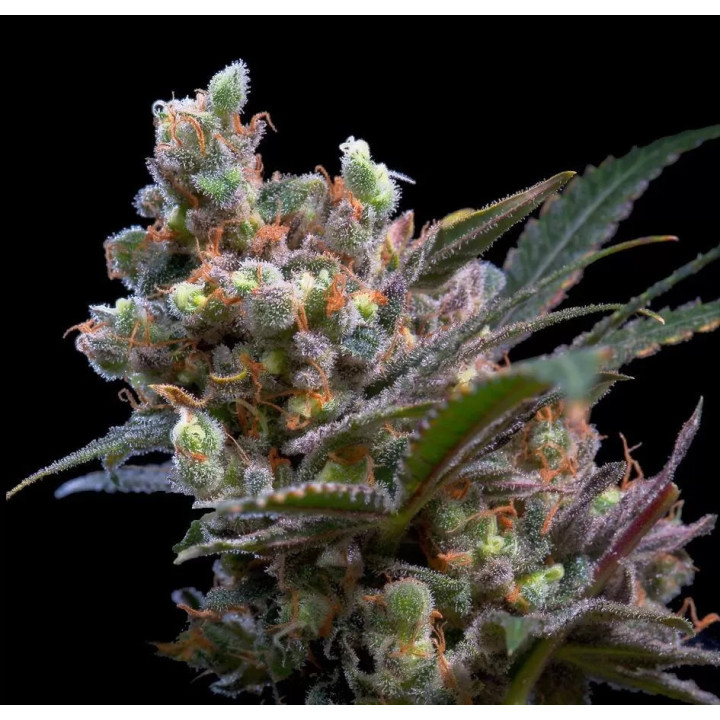 Kritikal Bilbo Feminizada Genehtik Seeds