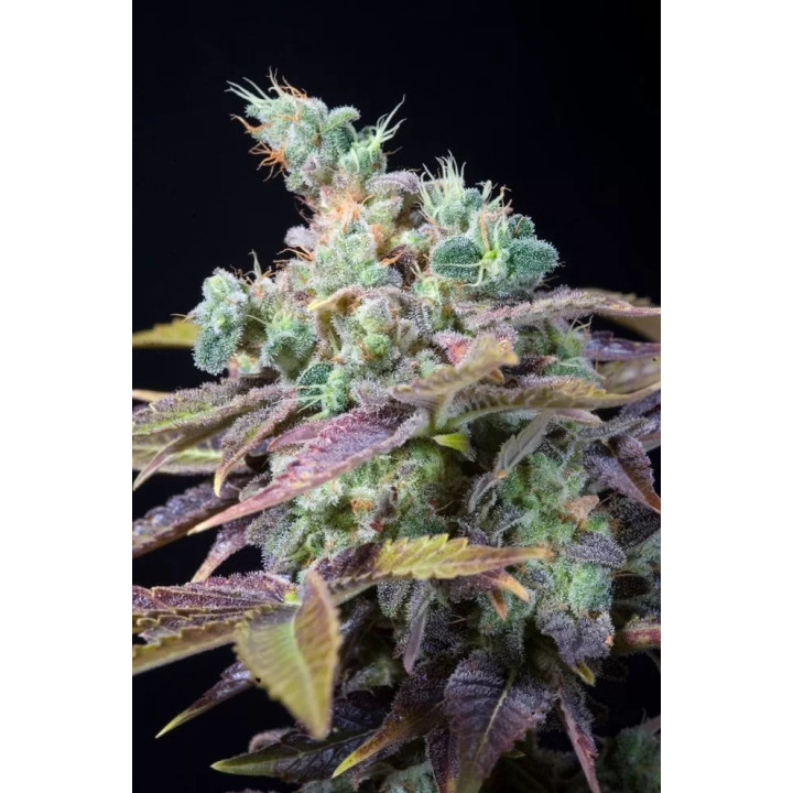  Txomango Feminizada 【Genehtik Seeds】