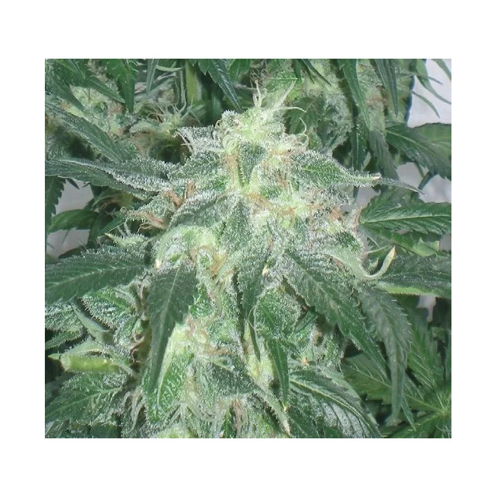 Amnesia Bilbo Feminizada Genehtik Seeds