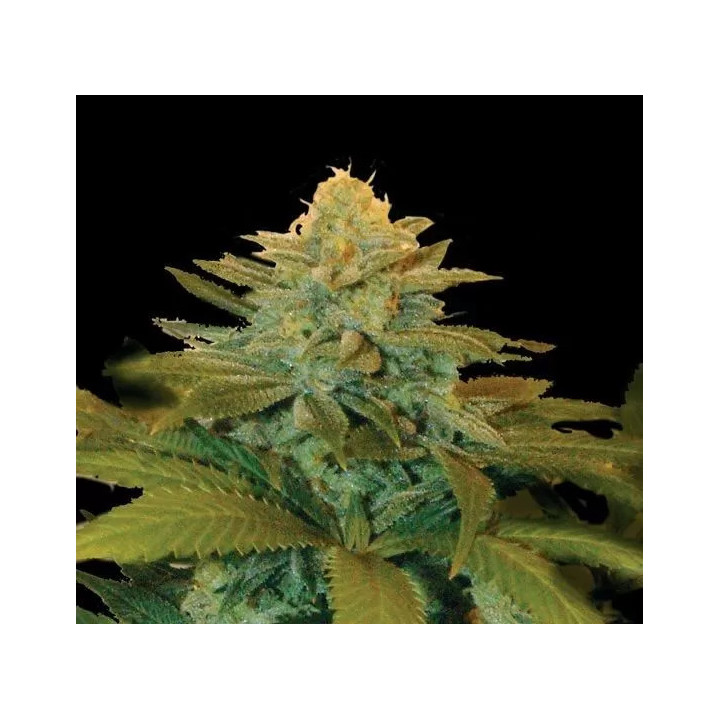  Txees Bilbo Feminizada 【Genehtik Seeds】