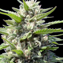 Northern Lights Auto