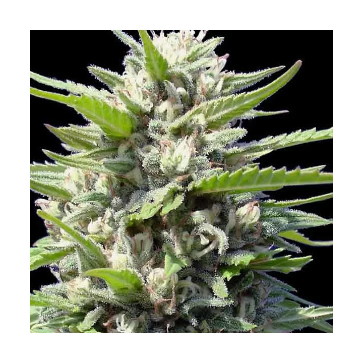 Northern Lights Auto Genehtik Autofloreciente